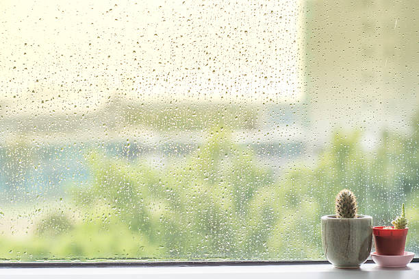 istock Cactus behind water drops of rain on a window glass 538790656