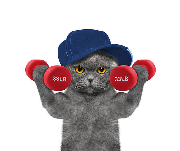istock Cat playing sports with dumbbells 538791528
