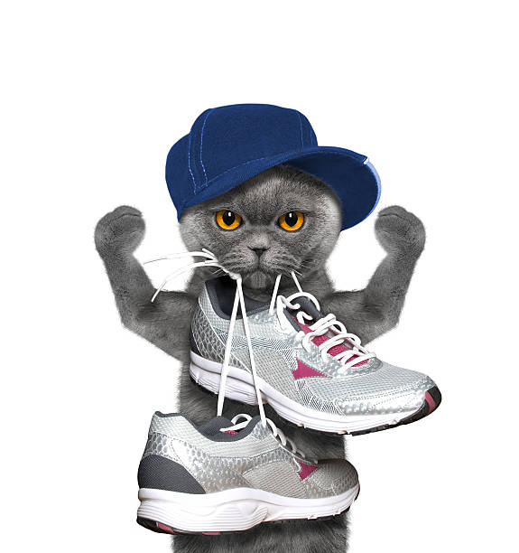 istock Cat playing sports -- running and jogging 538791562