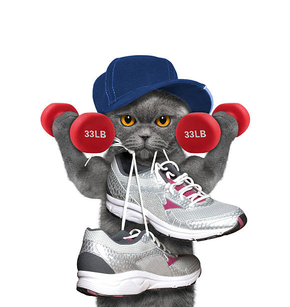 istock Cat with dumbbells playing sports -- running and jogging 538791584