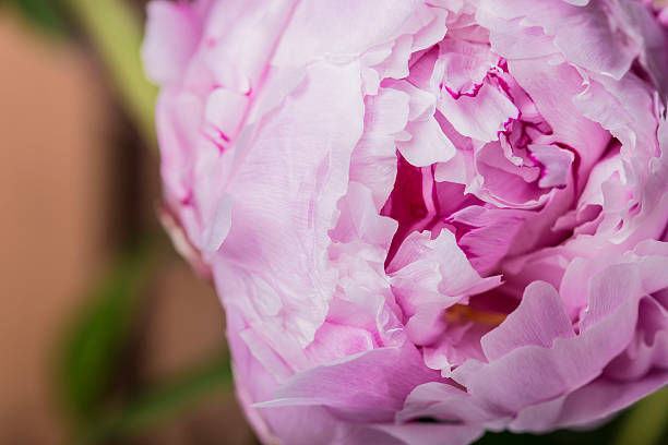 istock Smooth petals peony flower in bloom close up 538792584