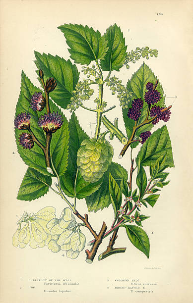 pellitory, lichwort chmiel, wiązu, wiąz, wiktoriański ilustracja botaniczne - elm tree obrazy stock illustrations