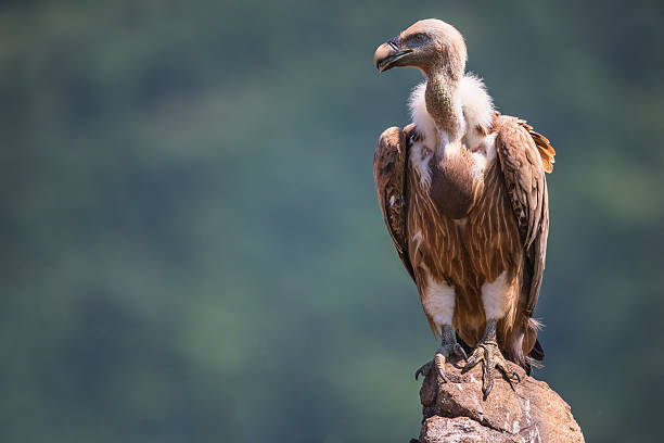 Griffon Vulture in a detailed portrait, standing on a rock