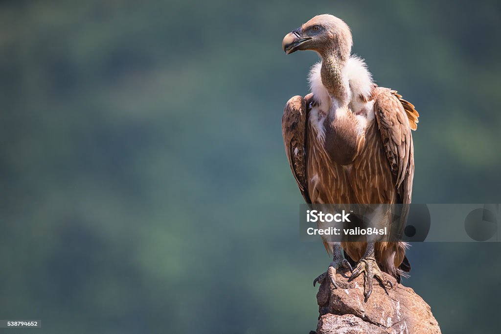 Griffon Vulture in a detailed portrait, standing on a rock Griffon Vulture in a detailed portrait, standing on a rock overseeing his territory Vulture Stock Photo