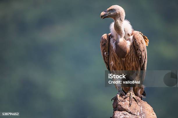 Griffon Vulture In A Detailed Portrait Standing On A Rock Stock Photo - Download Image Now