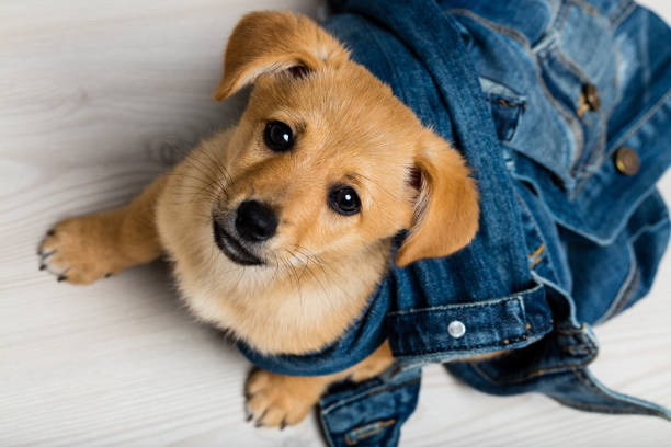 dog little puppy looking for love