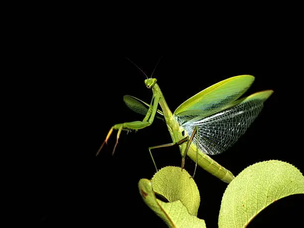 Mantis religiosa is native to Europe, Asia, and Africa. It was introduced to North America in 1899 on a shipment of nursery plants from southern Europe. Now it is found from the Northeastern United States to the Pacific Northwest, and across Canada.