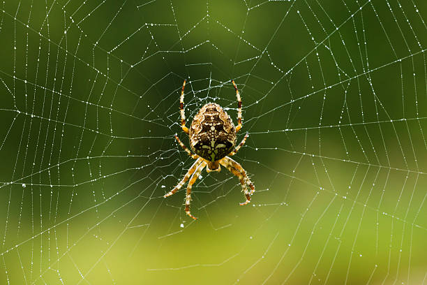 Orb weaver spider Orb weaver spider making a web in the morning light. weaverbird photos stock pictures, royalty-free photos & images