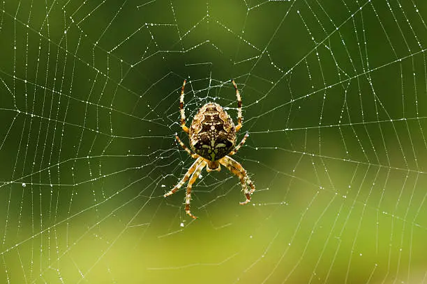 Orb weaver spider making a web in the morning light.
