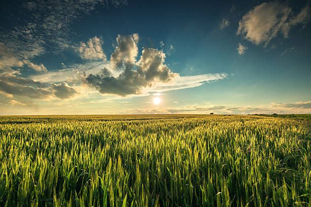 istock Green wheat field, sunset shot 538796454