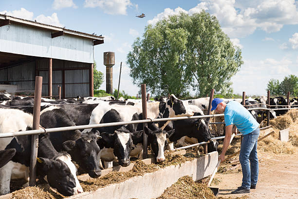 istock man farmer working on farm with dairy cows 538797650