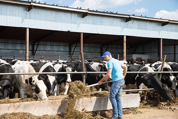 istock man farmer working on farm with dairy cows 538797712