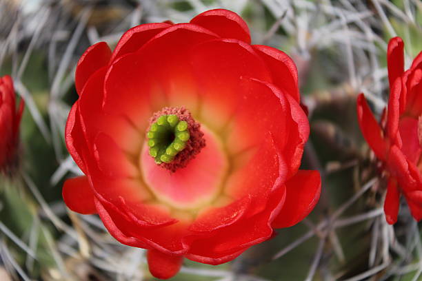 cactus de flor roja - single flower flower desert new mexico fotografías e imágenes de stock