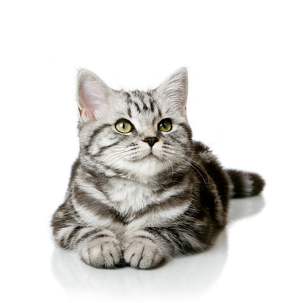 molto bel gattino britannico gatto dal pelo corto solo su bianco - kitten domestic cat isolated tabby foto e immagini stock