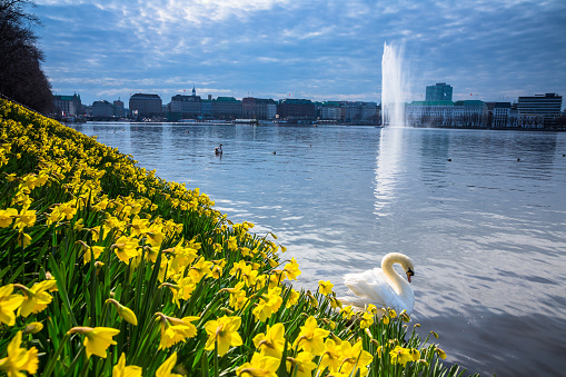 Hamburg Alster Swan at springtime