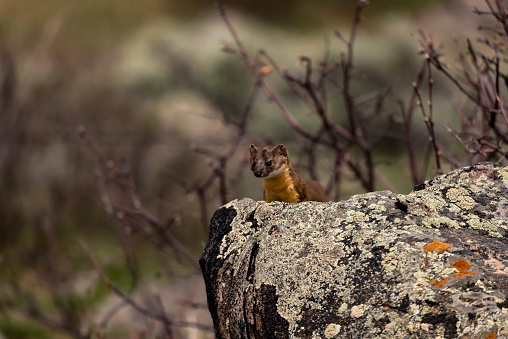 A lonk-tailed weasel peeking over a lichen covered rock in the Rocky Mountains of Colorado in the spring.