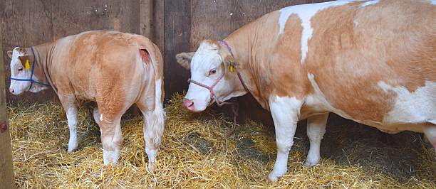 istock hereford cow and calf cattle livestock agriculture 538800416