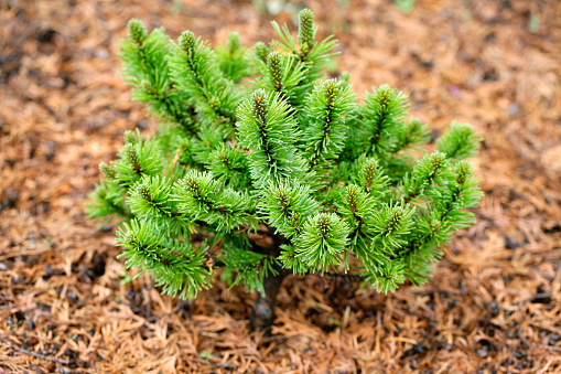 Close-up of a small Dwarf Mountain Pine tree with mulch around it. Shallow depth of field.