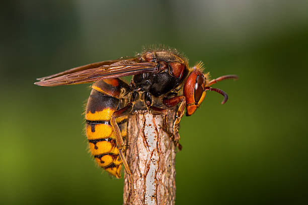 european hornet (vespa crabro)  - faltenwespe stock-fotos und bilder