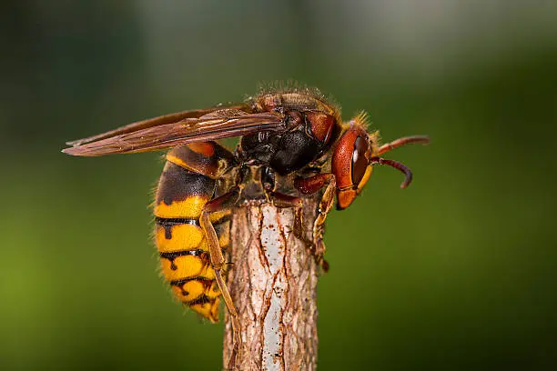 European hornet (Vespa crabro) is the largest eusocial wasp in Europe