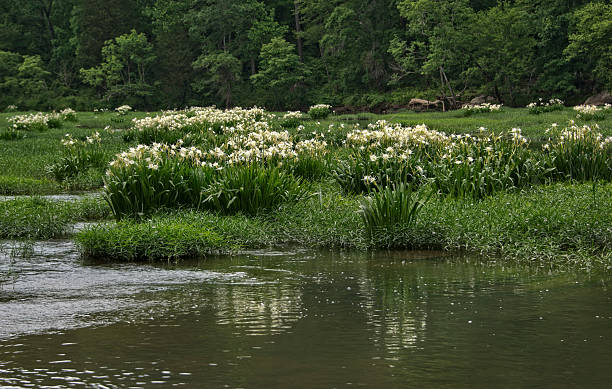 Shoal Lily on the Cahaba River stock photo