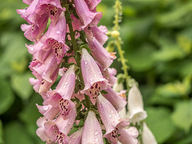 istock Digitalis purpurea,foxglove with water drops 538801768