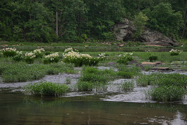 Shoal Lily on the Cahaba River stock photo