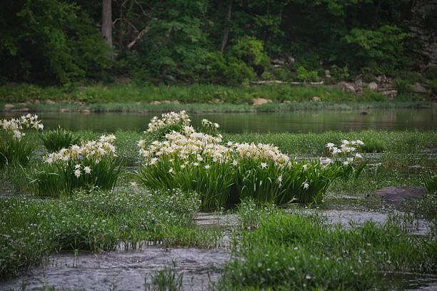 Shoal Lily on the Cahaba River near West Blocton, in central Alabama.