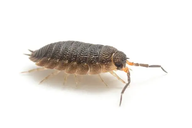 A close up shot of a woodlouse isolated on white.