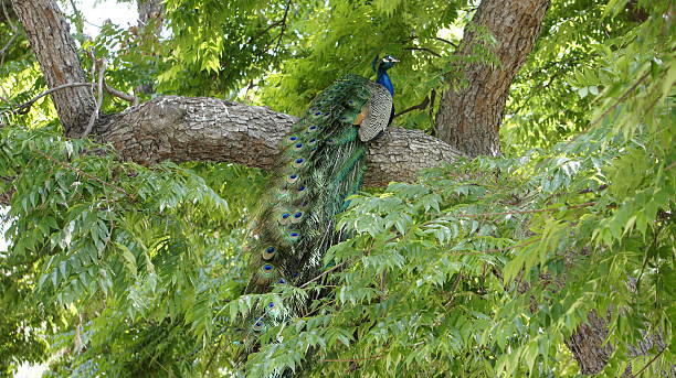 Peacock on the tree stock photo
