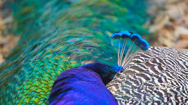 Peacock with hidden head and its multi colored feather stock photo