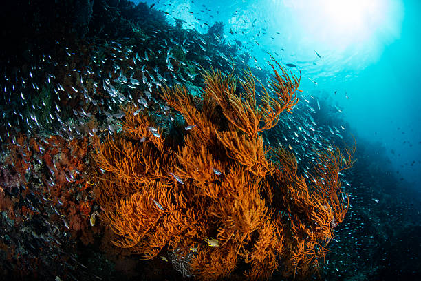 Tiny Fish and Black Coral in Indonesia