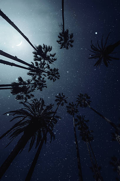 Palm Trees, Night Sky stock photo