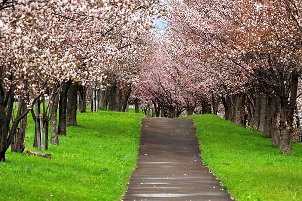 istock Row of cherry blossom trees 538803948
