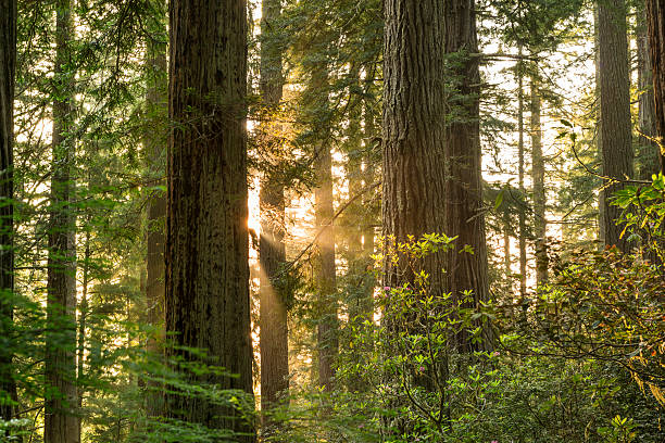 Sunrise in Redwood forest