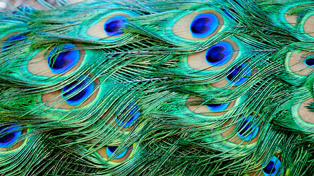 Peacock plumage stock photo