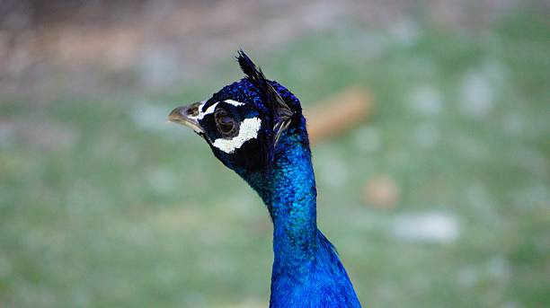 Peacock head turning around stock photo