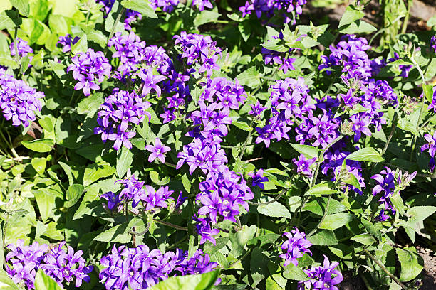 istock Purple Bellflowers in a Garden 538804636
