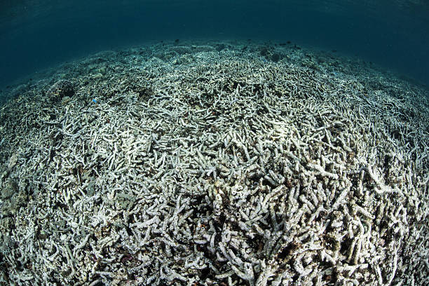 istock Reef Turned to Rubble in Indonesia 538804794
