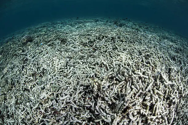 Photo of Reef Turned to Rubble in Indonesia