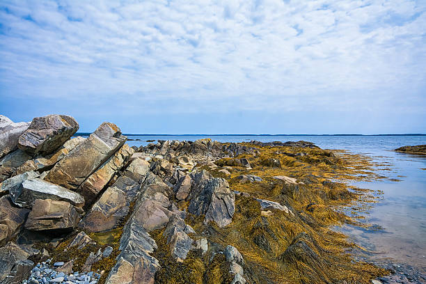 istock Rocky shoreline with seaweeds on a calm day. 538805866