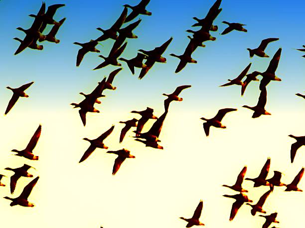 istock birds in flight flying sky background wildlife 538806150