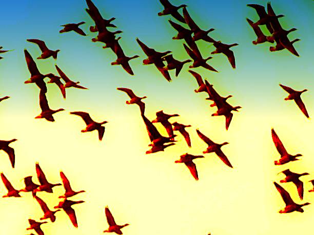 istock birds in flight flying sky background wildlife 538806164