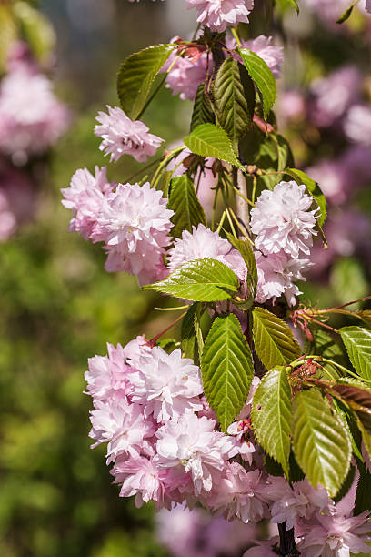 istock branch of cherry blossoms 538808396