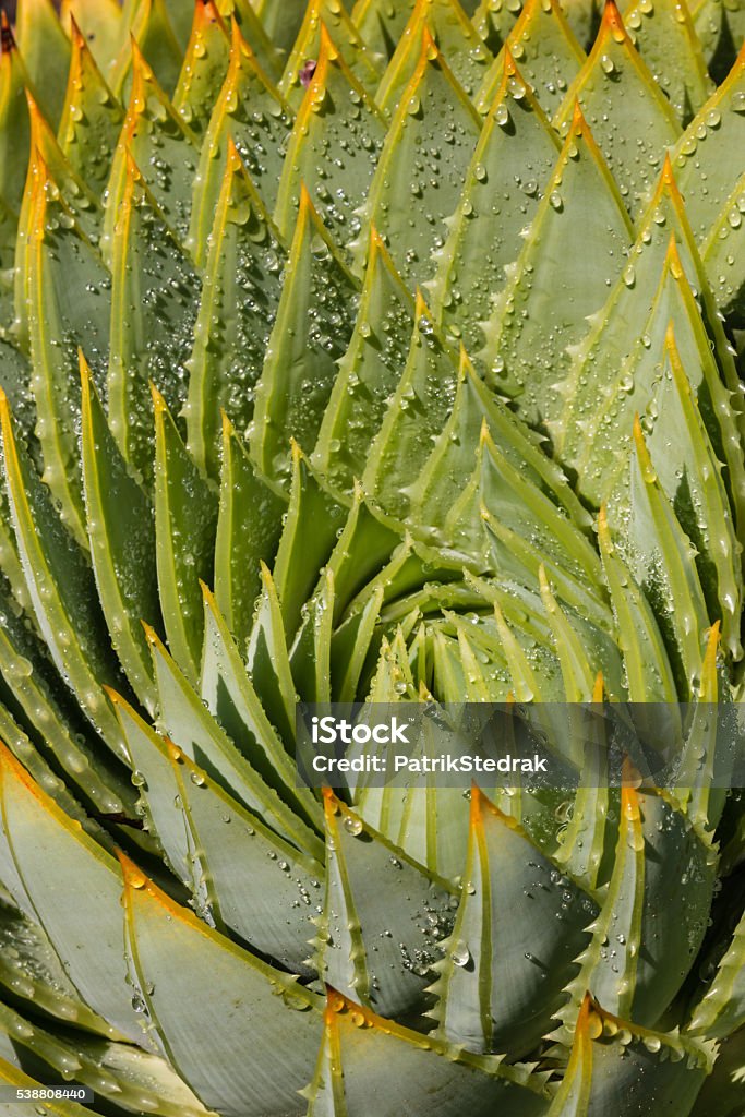 aloe cacti with raindrops closeup of aloe cacti with raindrops Aloe Stock Photo