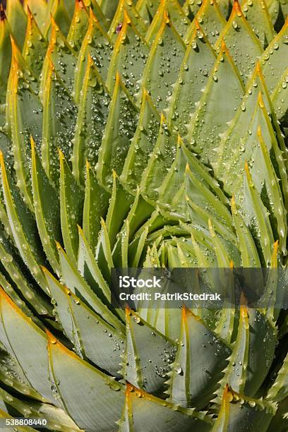 Aloe Cacti With Raindrops Stock Photo - Download Image Now - Aloe, Alternative Medicine, Cactus