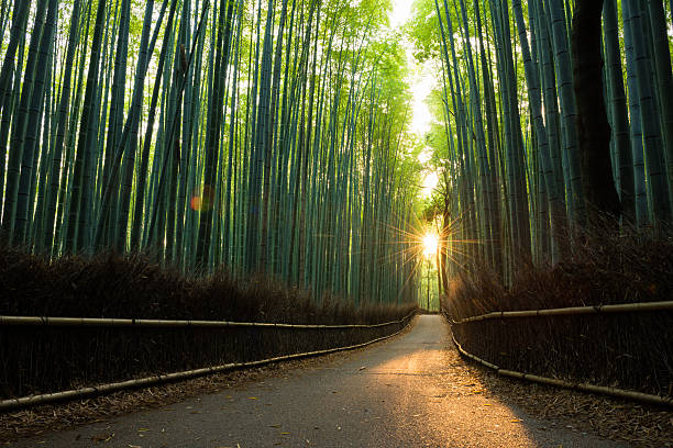 unberührte bambus-wald am sonnenaufgang - bamboo grove stock-fotos und bilder