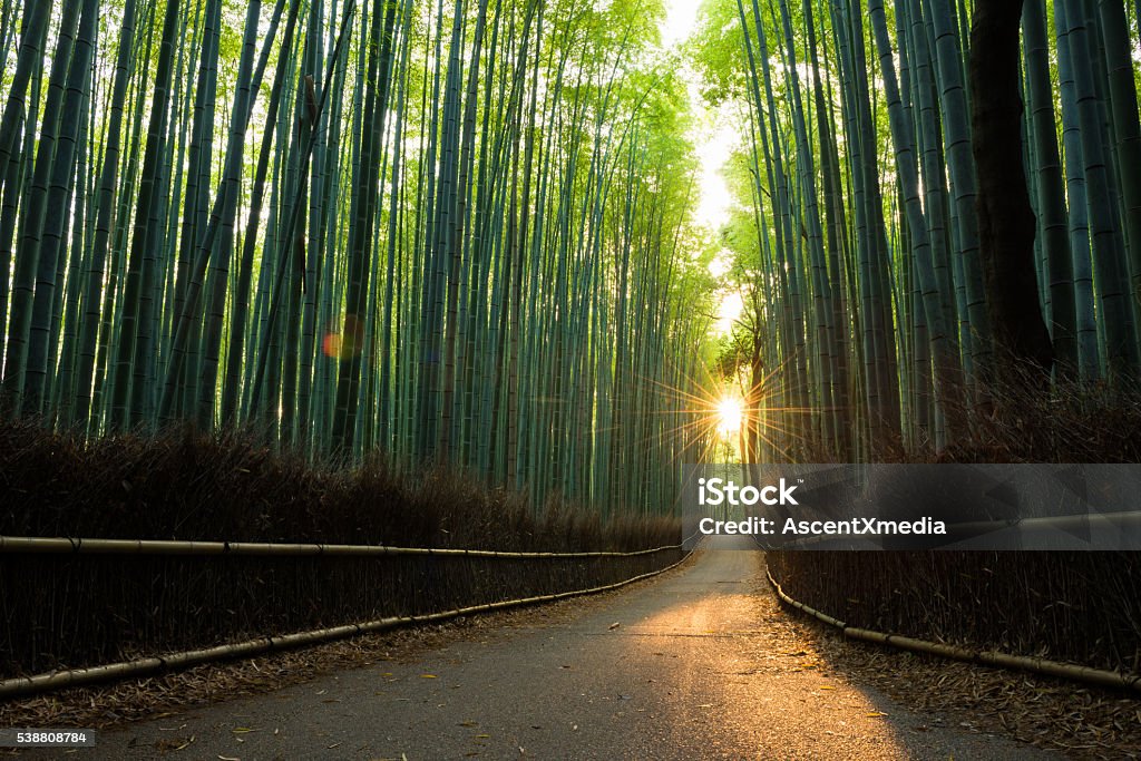Belleza de la prístina vista de bosque de bambú en salida del sol - Foto de stock de Japón libre de derechos