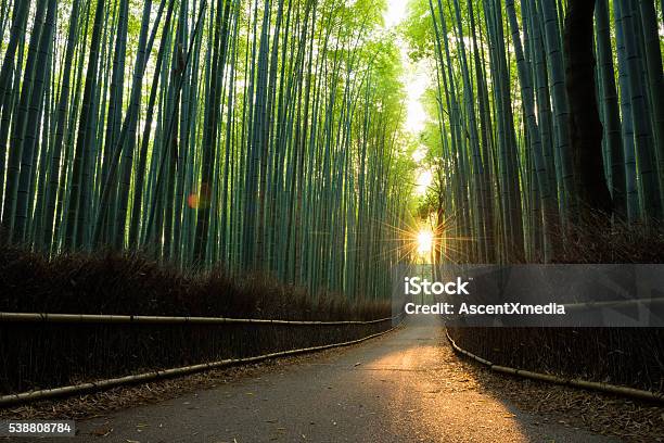 Belleza De La Prístina Vista De Bosque De Bambú En Salida Del Sol Foto de stock y más banco de imágenes de Japón