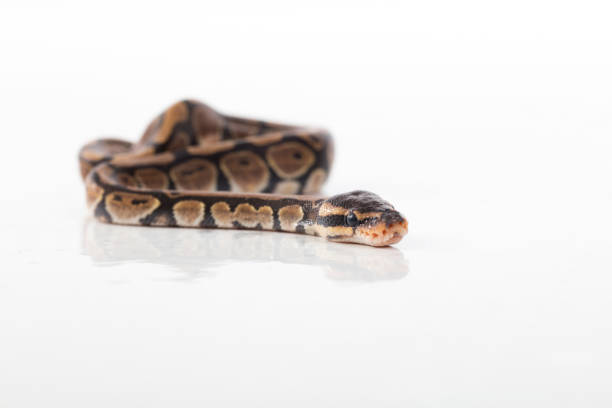 Rock Python Skull 190+ Python Skull Stock Photos, Pictures & Royalty-Free Images - iStock